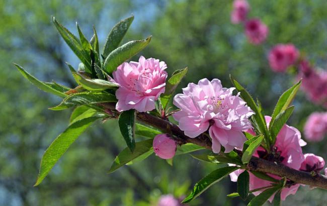  最新菠菜网正规平台：菠菜联盟担保大全